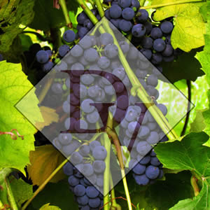 DanInger Winery in Alma Wisconsin